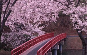 Japan Cherry Blossom