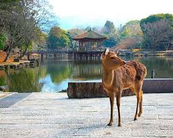 <span>Day 3</span>Full day Nara & Kobe sightseeing