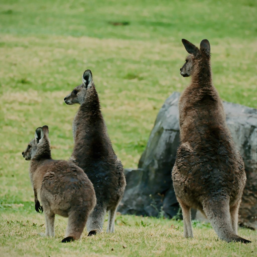 australia newzealand5