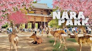 <span>Day8</span>Full day Nara & Kobe sightseeing