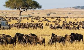 <span>Day 13</span>Masai Mara - Full Day Game Viewing