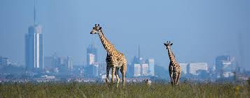 <span>Day 14</span>Masai Mara - Nairobi (Approx 250 kms/5 Hours)